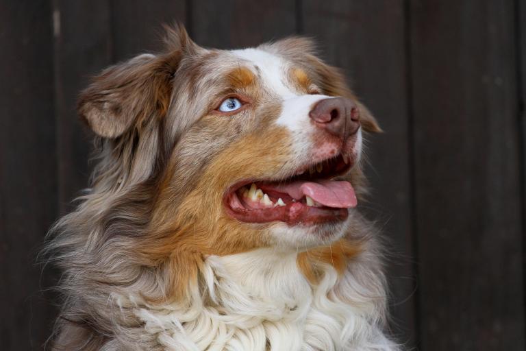 Merle (Fellfarbe MLokus Hund) generatio.de